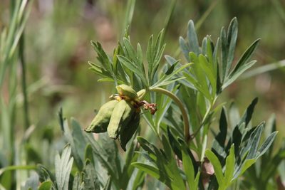Paeonia californica, photographed by Millie Basden