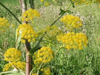 Ferula communis, photographed by Marco Mussita