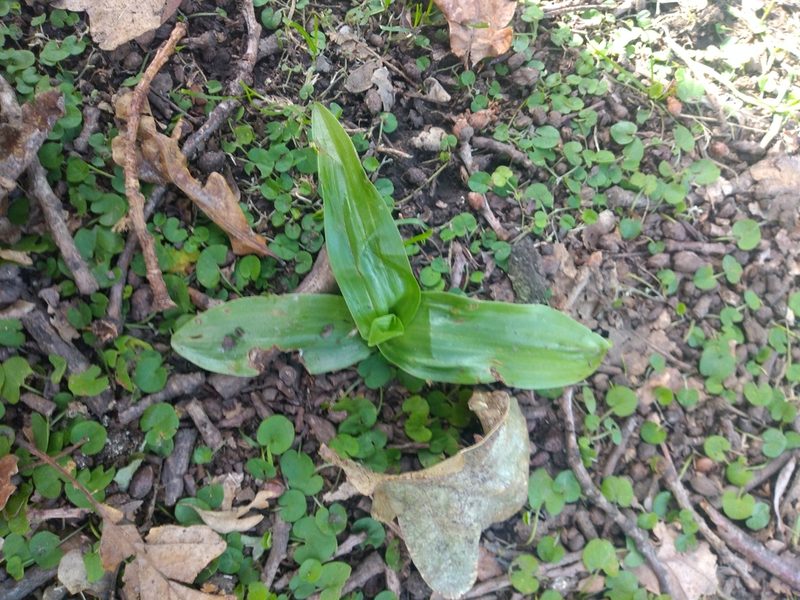 Chloraea membranacea, photographed by Cecilia C. Morgan