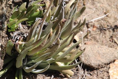 Dudleya saxosa