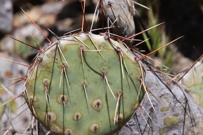 Opuntia phaeacantha