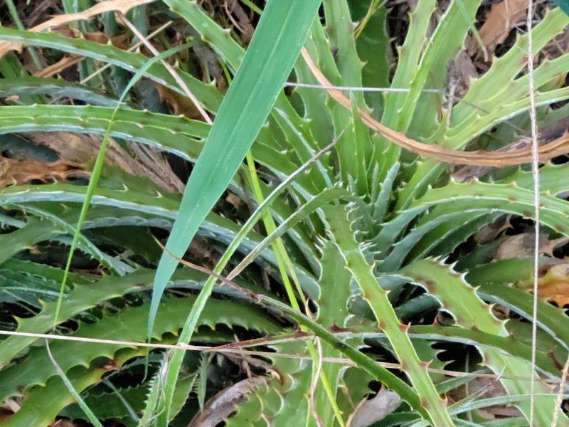 Hechtia glomerata, photographed by johnyochum