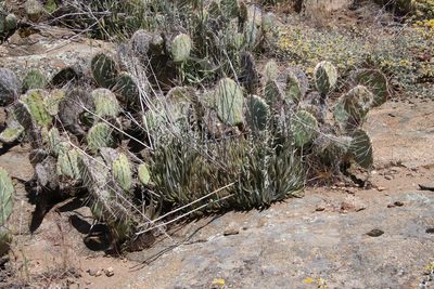 Dudleya saxosa, photographed by Millie Basden