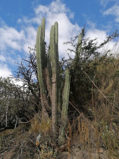 Trichocereus bridgesii, photographed by Alejandro Bruno Miranda-Calle