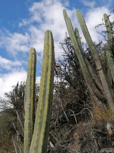 Trichocereus bridgesii, photographed by Alejandro Bruno Miranda-Calle