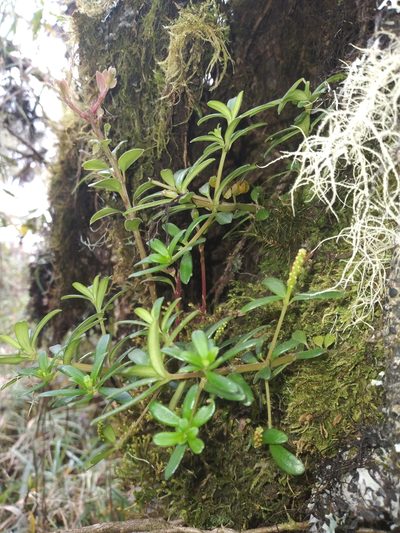 Peperomia silvarum, photographed by Alfredo F. Fuentes Claros