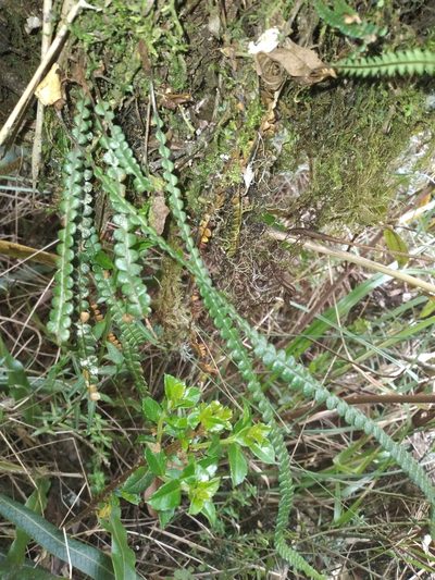 Melpomene moniliformis, photographed by Alfredo F. Fuentes Claros
