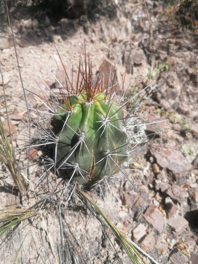 Lobivia bridgesii, photographed by Alejandro Bruno Miranda-Calle