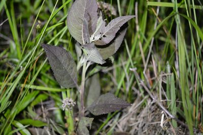 Pluchea camphorata