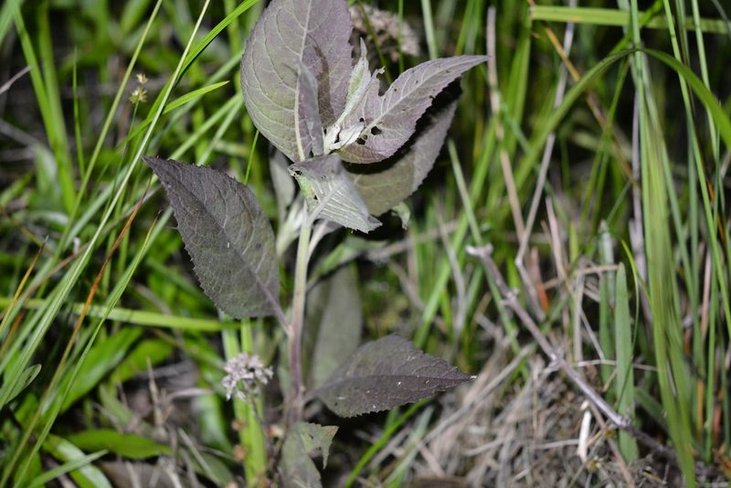 Pluchea camphorata, photographed by Amber M. King