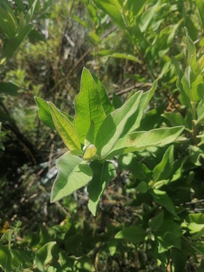 Tessaria fastigiata, photographed by Alejandro Bruno Miranda-Calle