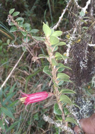 Demosthenesia mandonii, photographed by Alfredo F. Fuentes Claros