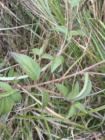 Stevia boliviensis, photographed by Alfredo F. Fuentes Claros
