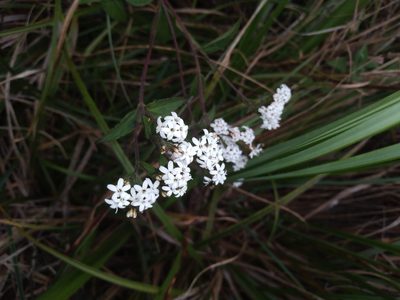 Stevia boliviensis, photographed by Alfredo F. Fuentes Claros