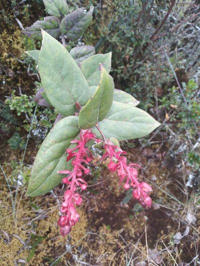 Gaultheria bracteata, photographed by Alfredo F. Fuentes Claros