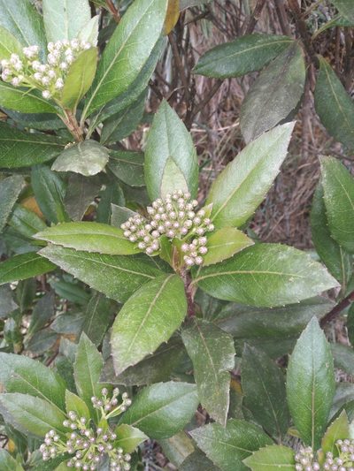 Baccharis pentlandii, photographed by Alfredo F. Fuentes Claros