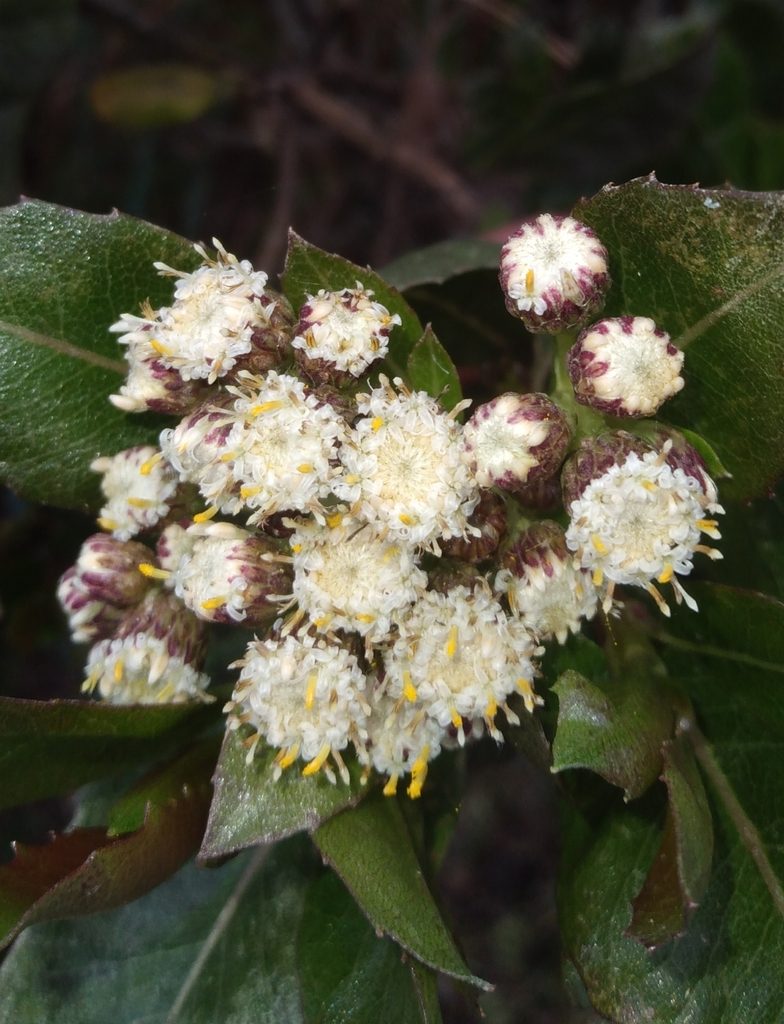 Baccharis pentlandii, photographed by Alfredo F. Fuentes Claros