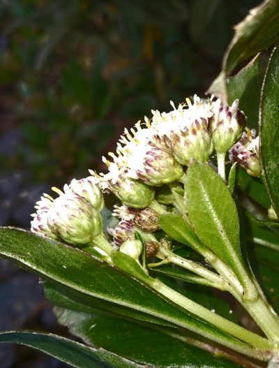 Baccharis pentlandii, photographed by Alfredo F. Fuentes Claros