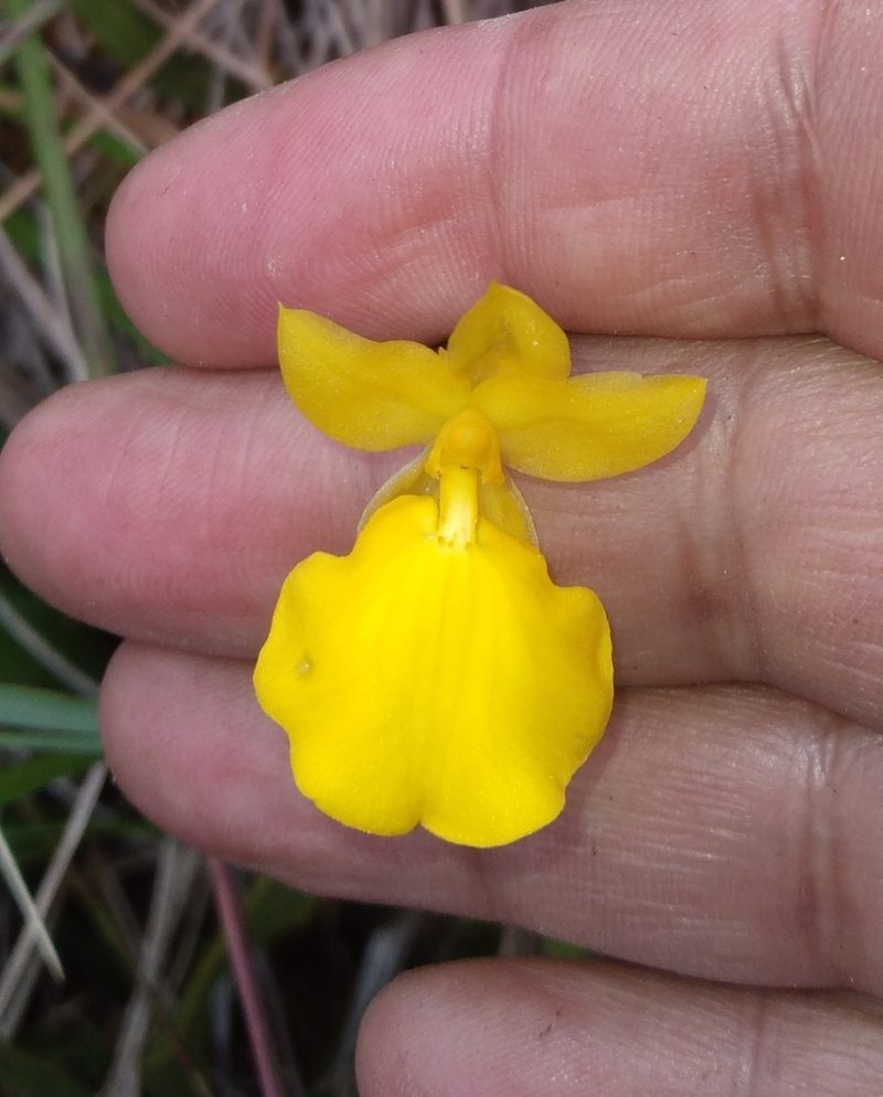 Cyrtochilum mystacinum, photographed by Alfredo F. Fuentes Claros