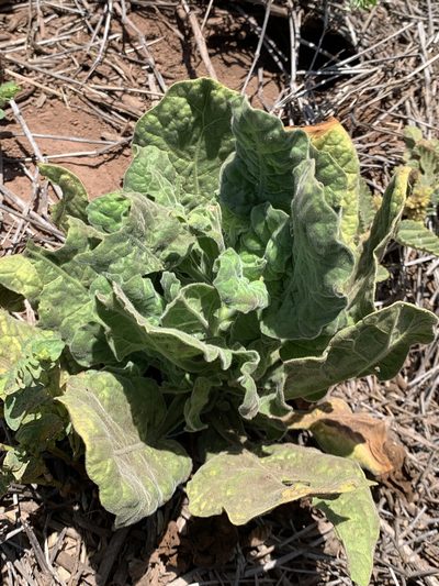Nicotiana stocktonii, photographed by william_hoyer