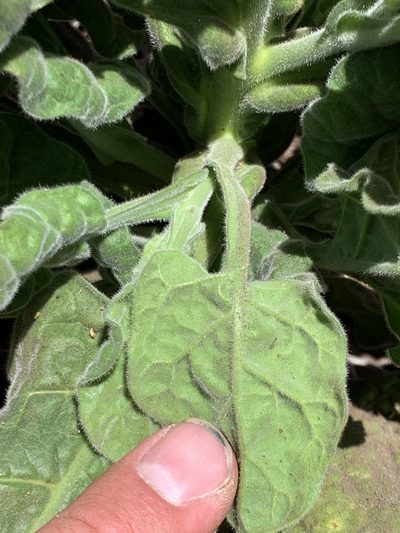 Nicotiana stocktonii, photographed by william_hoyer