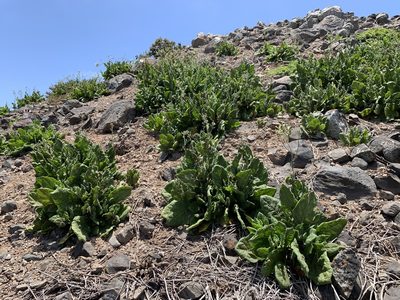 Nicotiana stocktonii, photographed by william_hoyer