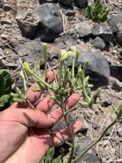 Nicotiana stocktonii, photographed by william_hoyer