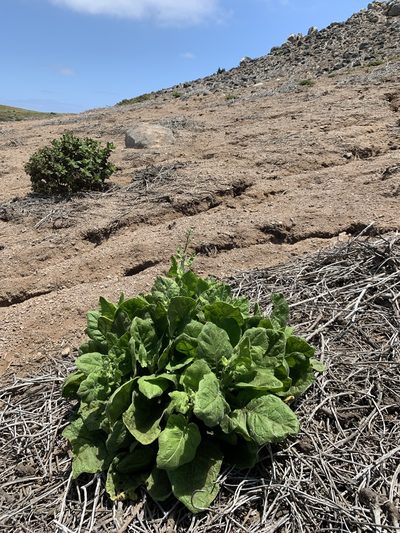 Nicotiana stocktonii, photographed by william_hoyer