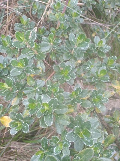 Baccharis buxifolia, photographed by Alfredo F. Fuentes Claros