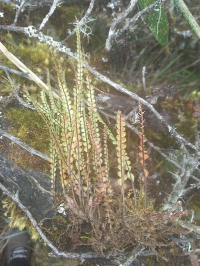 Melpomene moniliformis, photographed by Alfredo F. Fuentes Claros