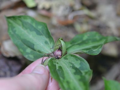 Trillium foetidissimum, photographed by Amber M. King