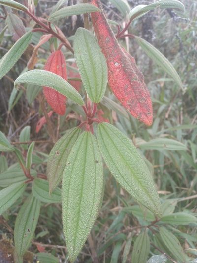 Brachyotum microdon, photographed by Alfredo F. Fuentes Claros
