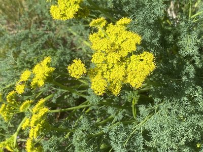 Lomatium papilioniferum, photographed by Dwight Kingsbury