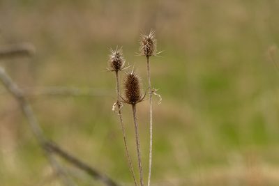 Dipsacus laciniatus, photographed by Patrick Hanly