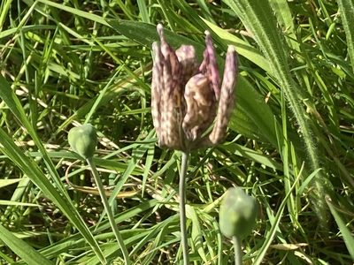 Fritillaria meleagris, photographed by empressmoth