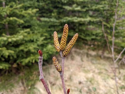 Alnus alnobetula, photographed by Todd Boland