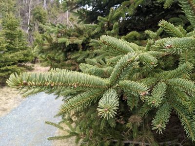 Picea glauca, photographed by Todd Boland