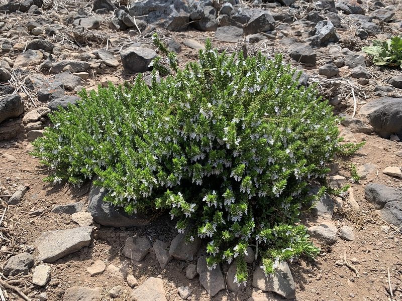 Teucrium townsendii, photographed by william_hoyer