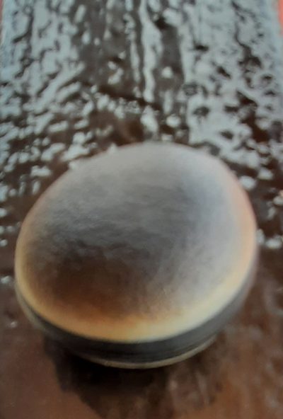 Mucuna urens, photographed by Guillermo J. Fadul R.