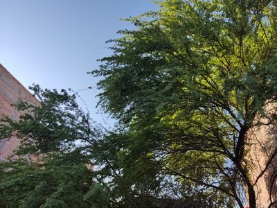 Vachellia farnesiana, photographed by Mauricio Calderón