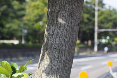 Lithocarpus edulis, photographed by harum.koh