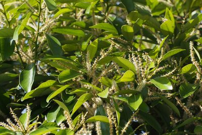 Lithocarpus edulis, photographed by harum.koh