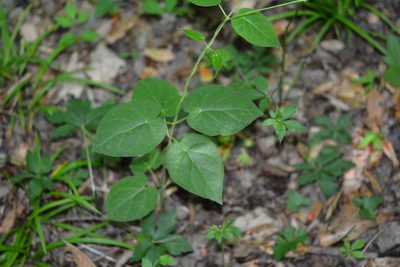Gonolobus suberosus, photographed by Amber M. King