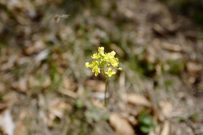 Biscutella laevigata, photographed by antrum