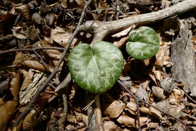 Cyclamen purpurascens, photographed by antrum