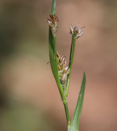 Luzula comosa, photographed by Millie Basden