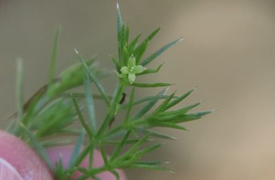 Galium andrewsii, photographed by Millie Basden