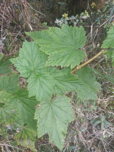 Ribes bolivianum, photographed by Alfredo F. Fuentes Claros