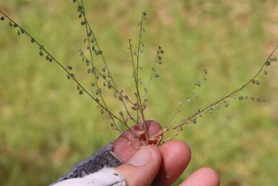 Athysanus pusillus, photographed by Millie Basden