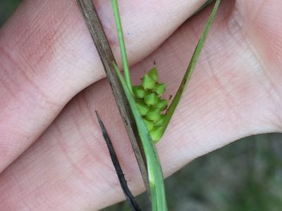 Carex crawei, photographed by Reuven Martin